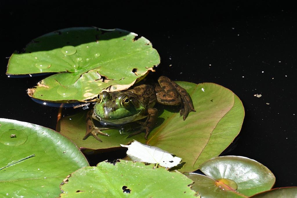 2025-06219149 Tower Hill Botanic Garden, MA.JPG - Green Frog. New England Botanic Garden at Tower Hill, MA, 6-21-2025